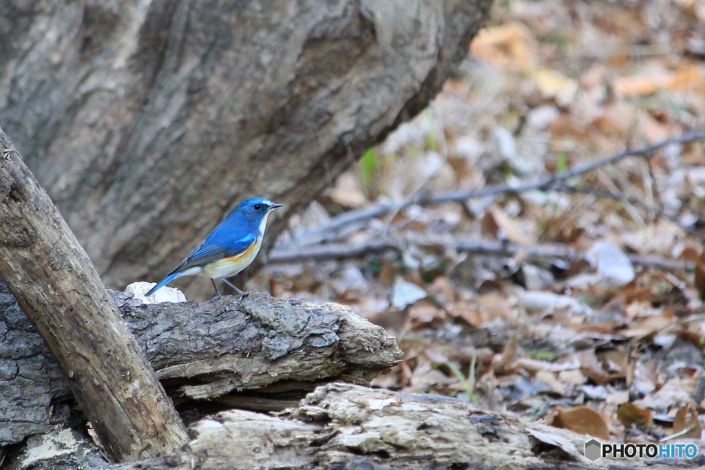 ＊青い鳥＊