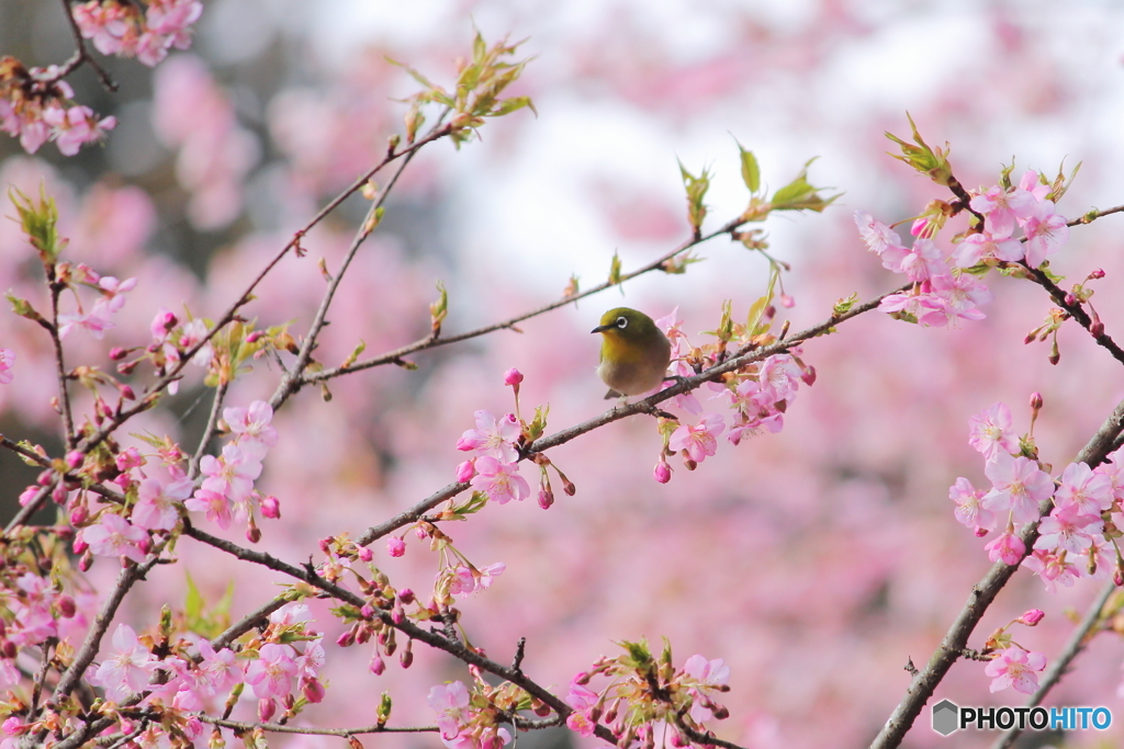 桜とメジロ