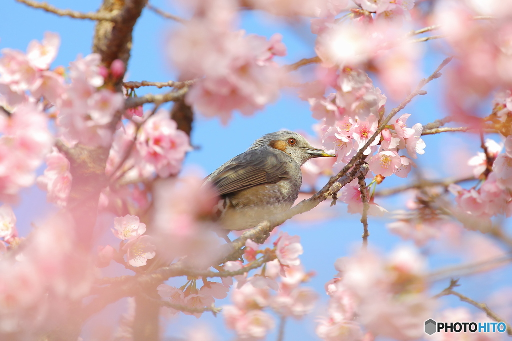 桜とひよ