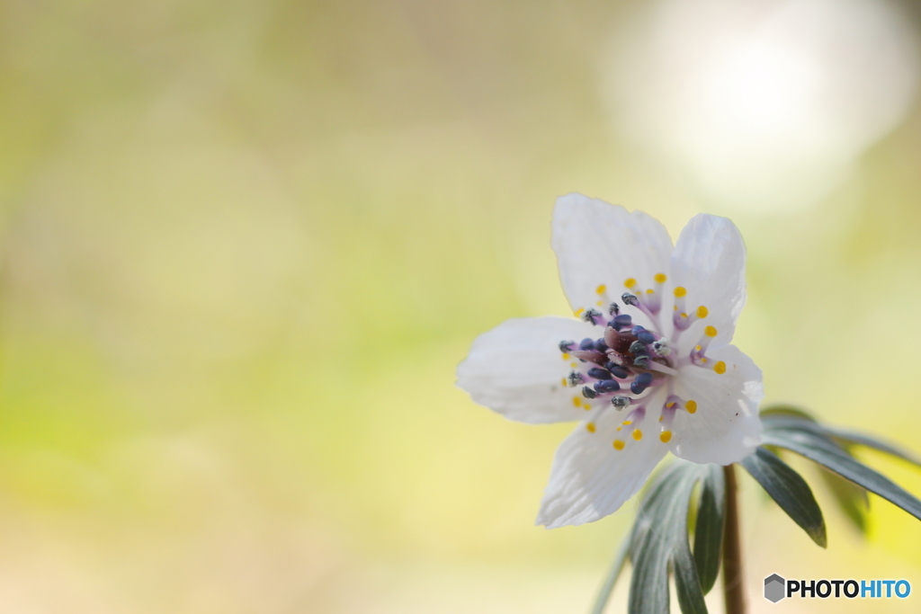 早春の花①