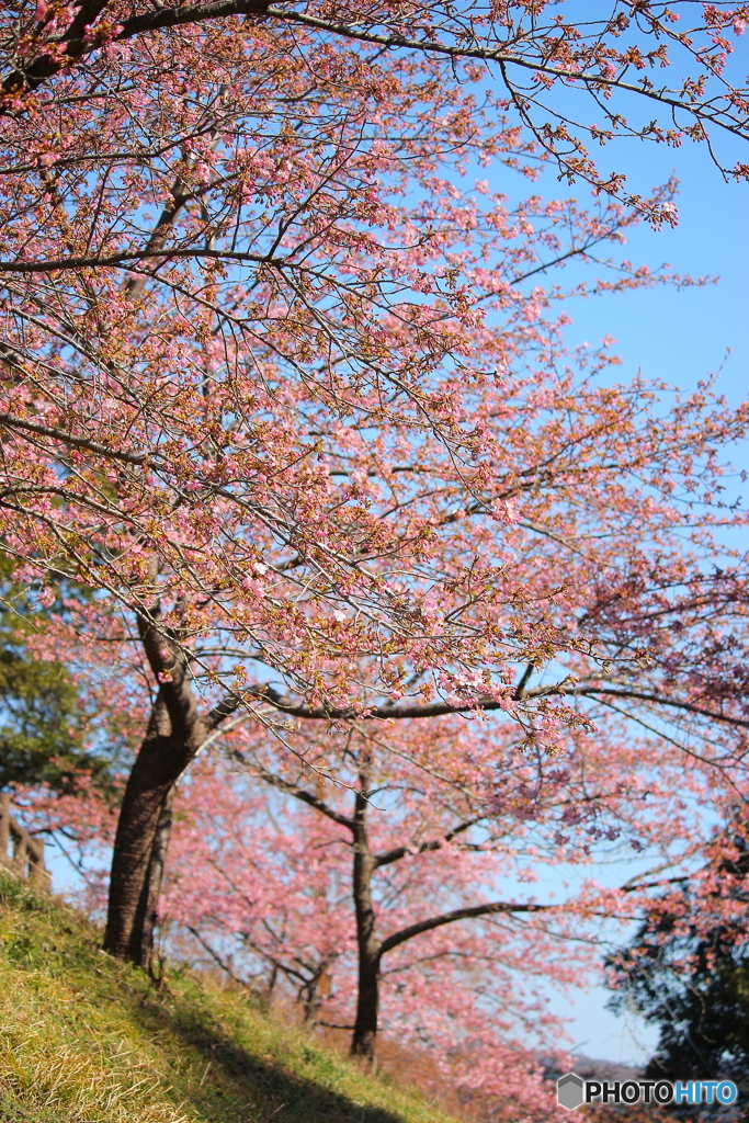 春色のひと時