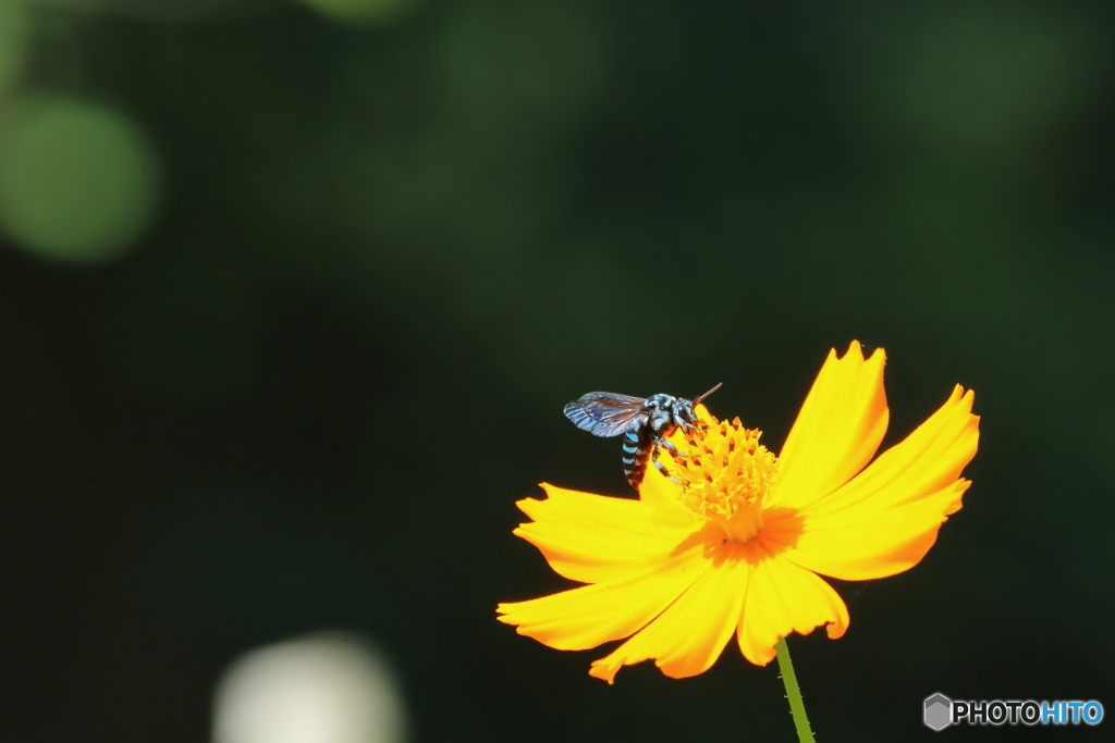 Blue Bee  ＊幸せを呼ぶ青い蜂＊①