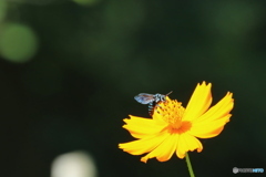Blue Bee  ＊幸せを呼ぶ青い蜂＊①