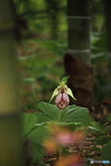 竹林のバレリーナ