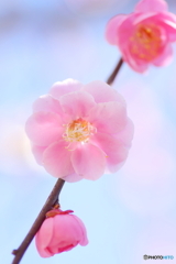 桃色の春
