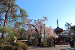 喜多院の春