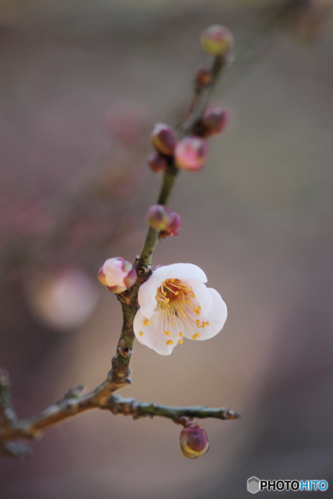 春の香り