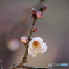 春の香り