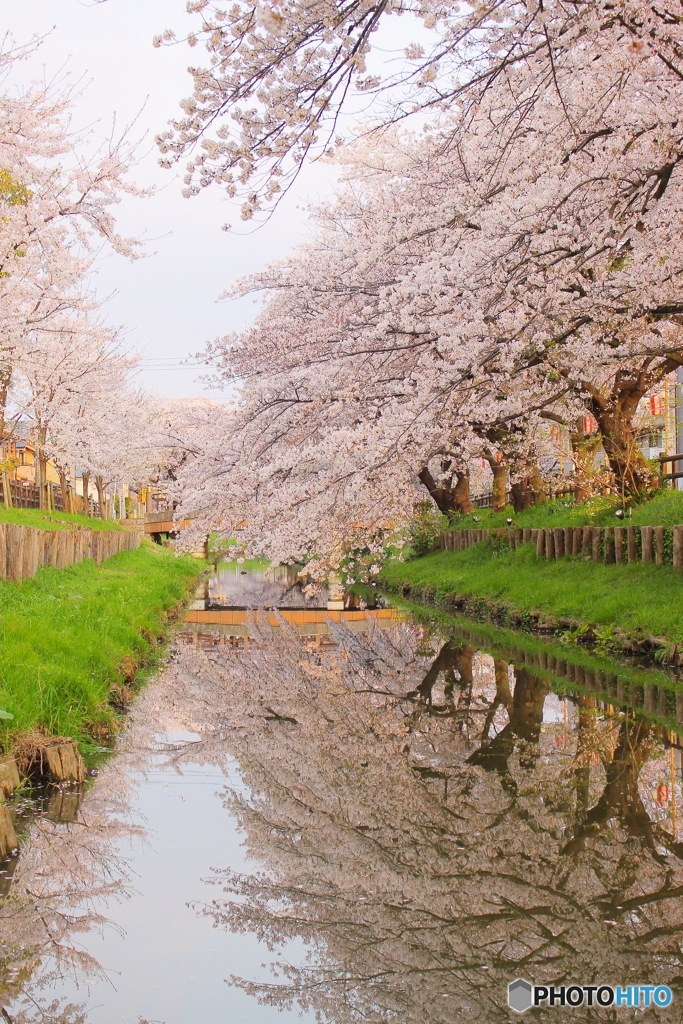 氷川橋の春②