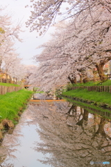 氷川橋の春②