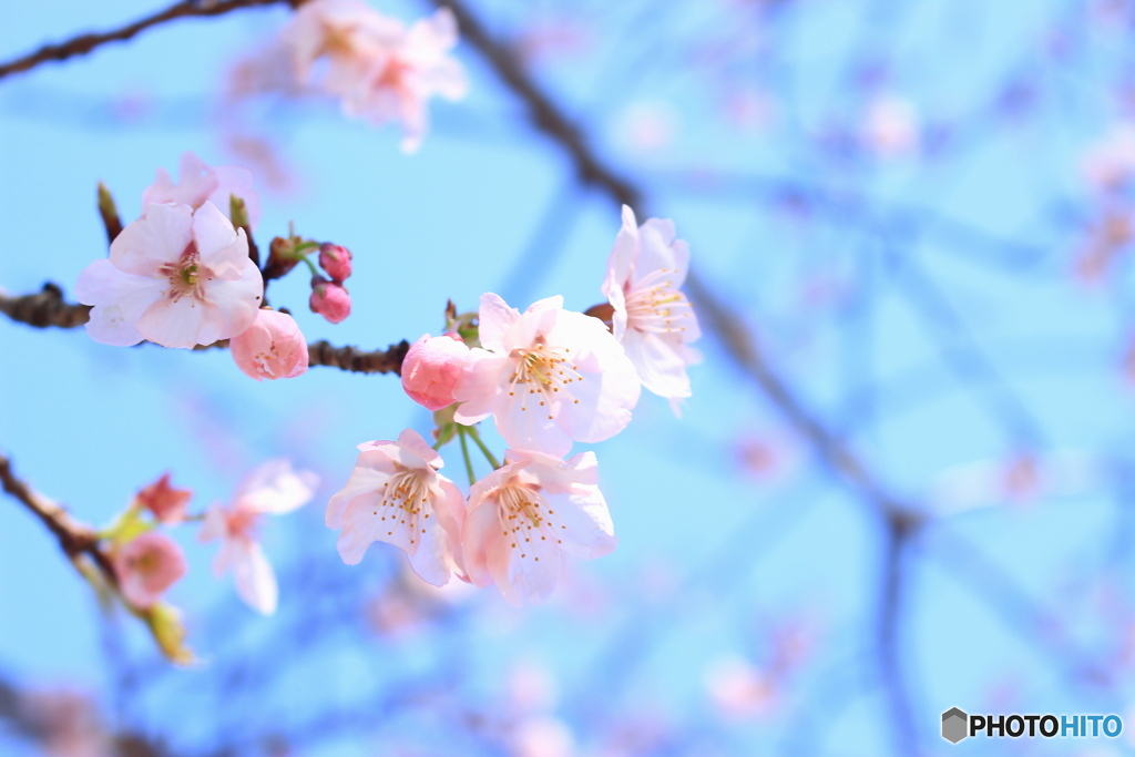 sakura