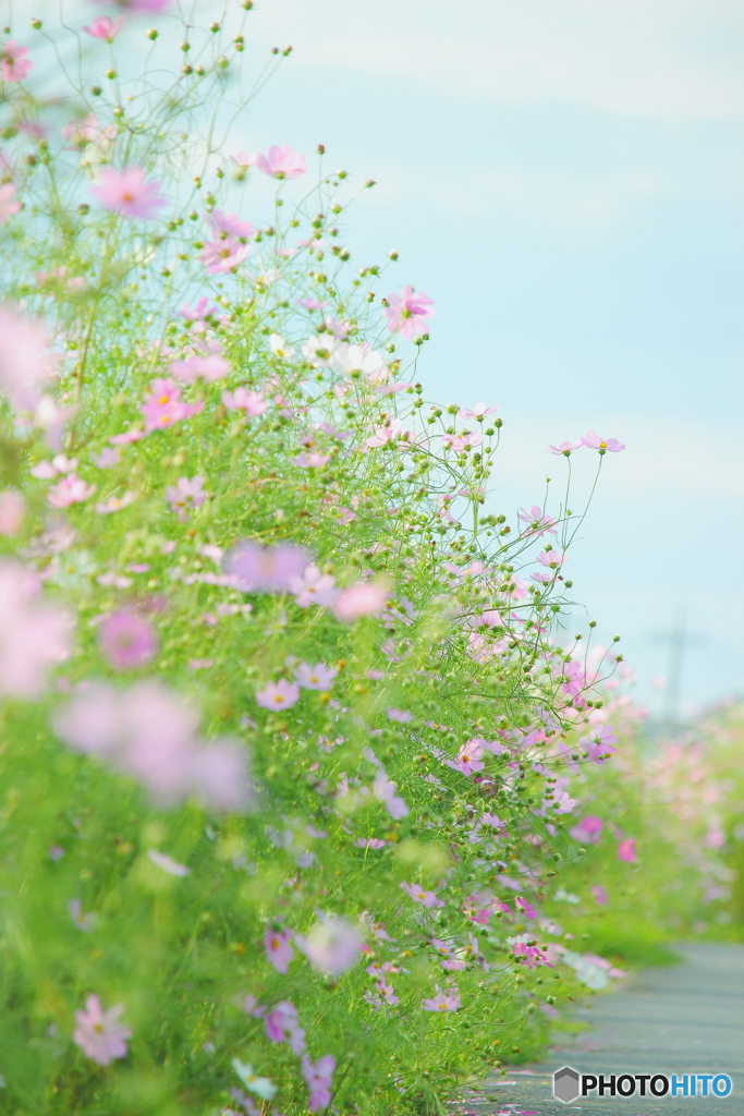 ＊＊花咲く小道＊＊