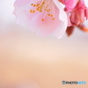 .・:＊桃色吐息.・:＊