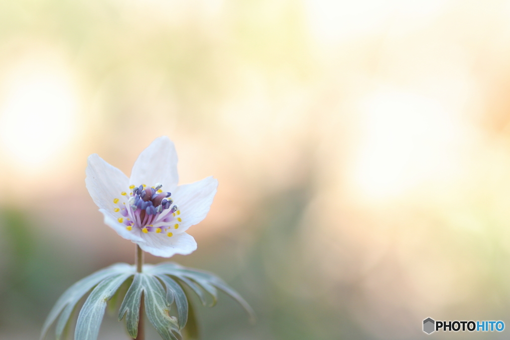 早春の花②