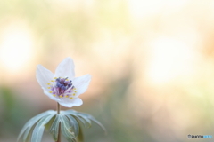 早春の花②