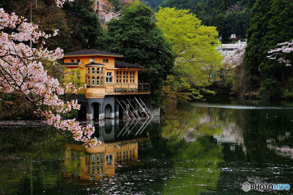 鎌北湖の春