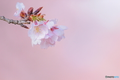 桃色吐息