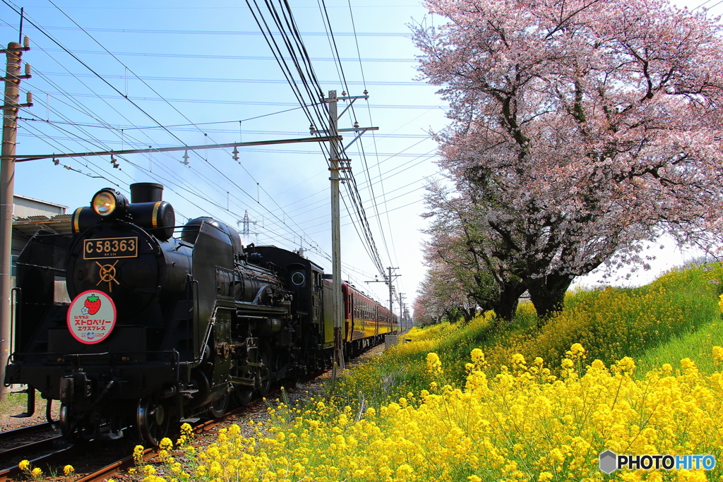 菜の花と桜とSL