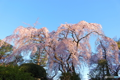 中院の春(*^-^*)