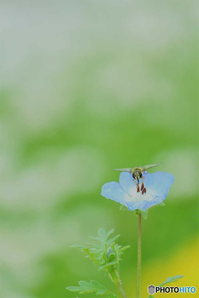 ＊春風＊