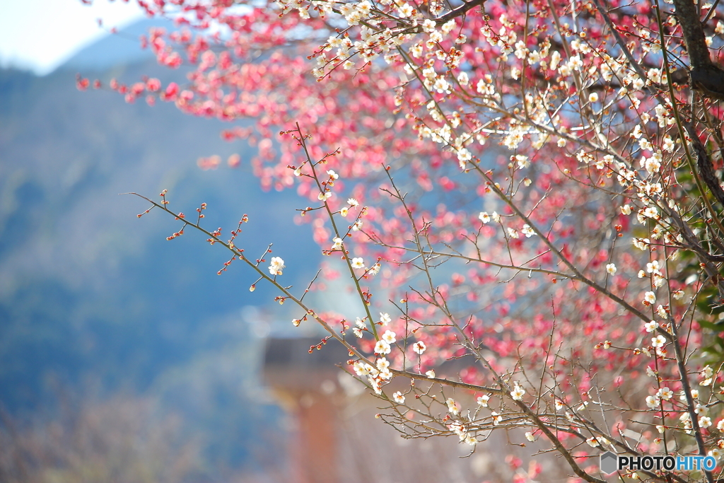 春爛漫
