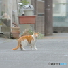見返りニャン