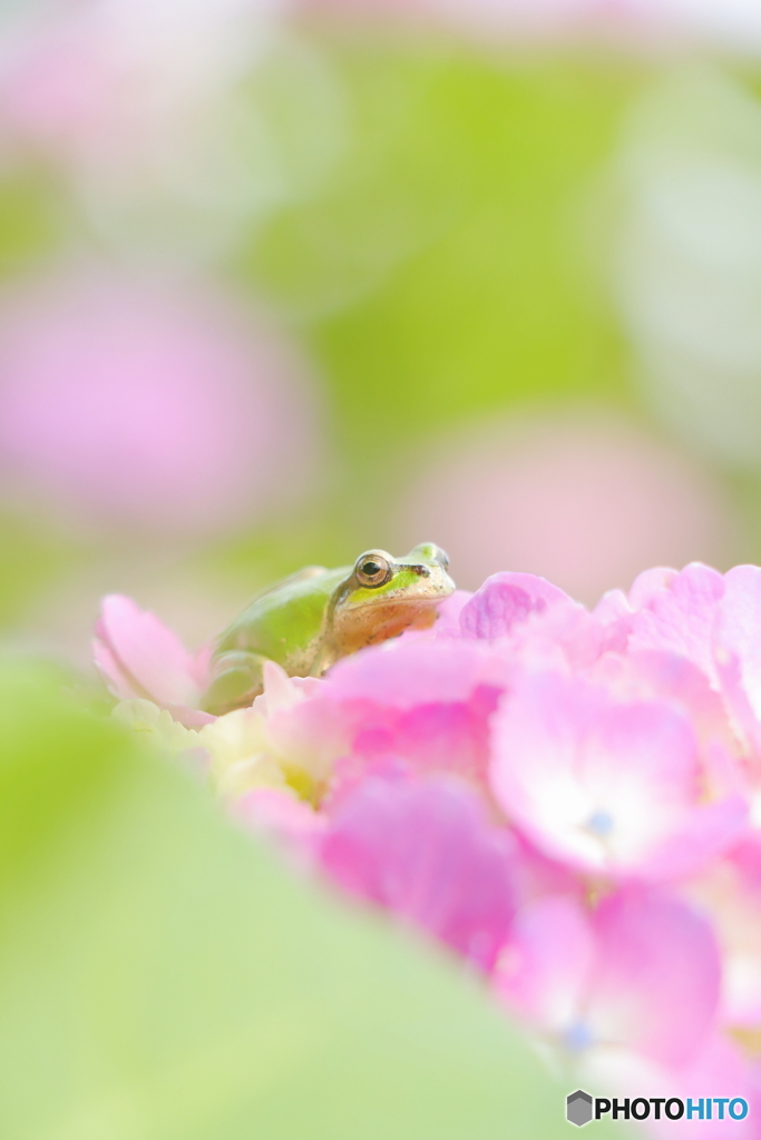 けろ