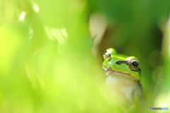 ケロケロ.・*