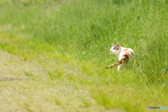 びっくりしたニャ～♪