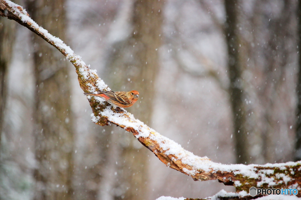 ＊降雪＊