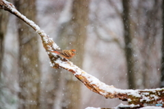 ＊降雪＊