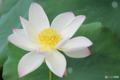 Lotus②