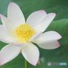 Lotus②