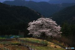 孤高の一本桜