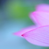 ひらり.・*