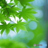 ＊＊爽やか＊＊
