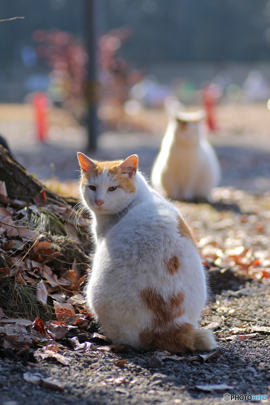 ＊おしり(に)愛＊