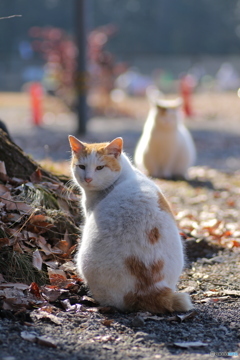 ＊おしり(に)愛＊