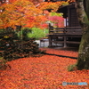 散紅葉