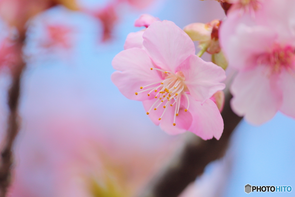 桜の咲く頃