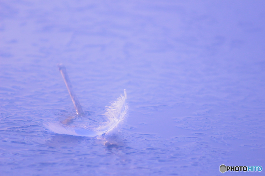  ＊＊fairy ＊＊