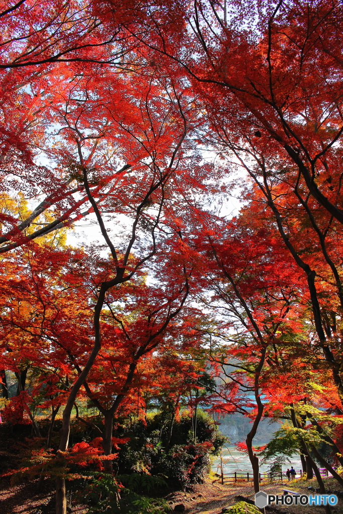 鮮やかな紅葉
