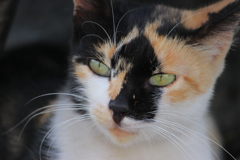 美猫でしょ？