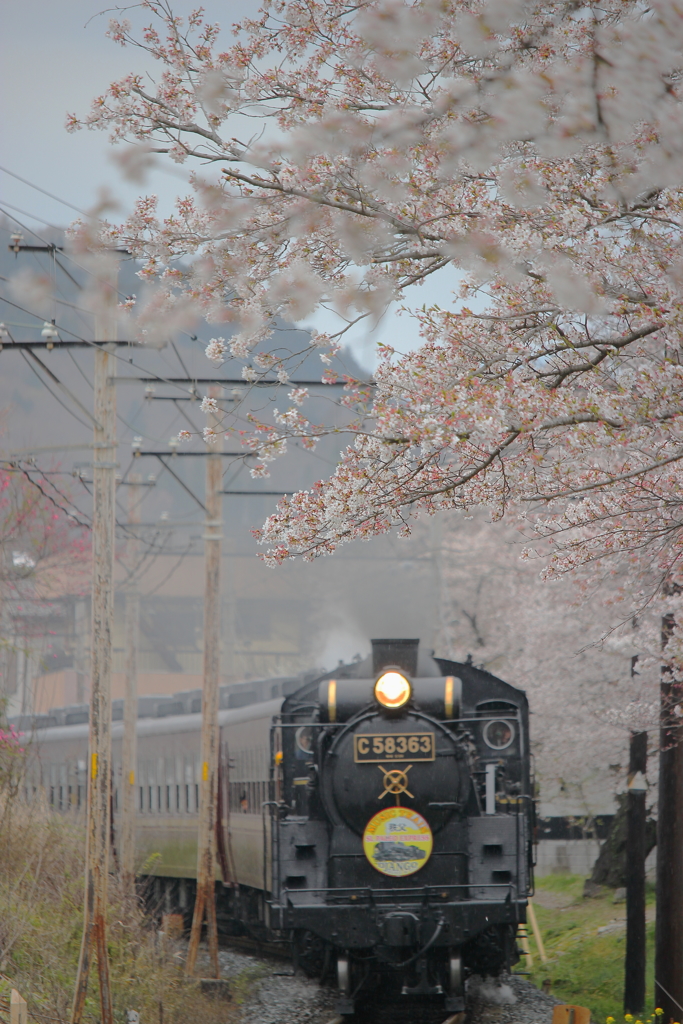 ＊桜の咲く時に＊