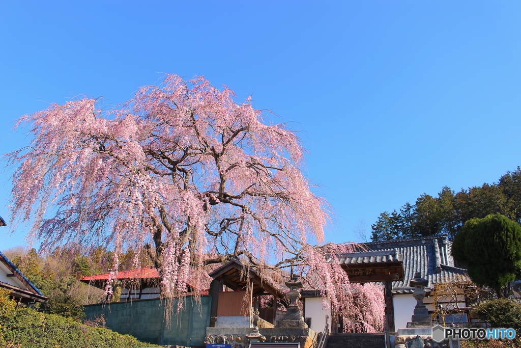 春爛漫