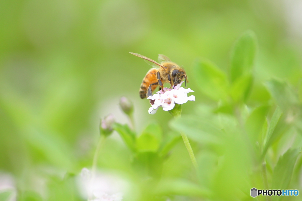 bee