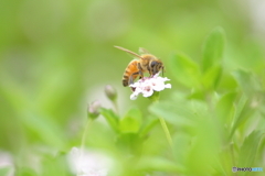 bee