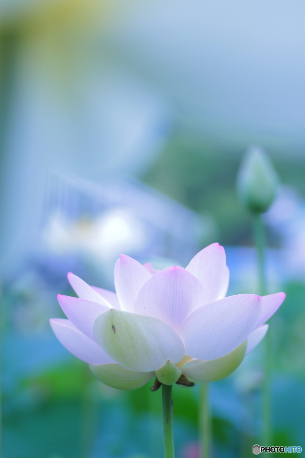 ＊＊夢うつつ＊＊