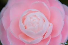 乙女のつぶやき♡
