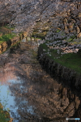 氷川橋の春2